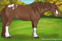 Horse Color:Chestnut Appaloosa