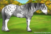 Horse Color:White Spotted Blue Roan Splash Frame Appaloosa 
