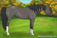 Horse Color:Grullo