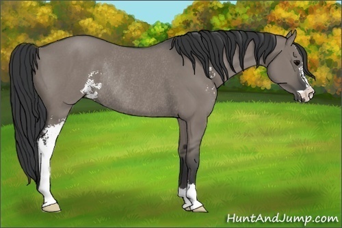 Horse Color:Grullo Sabino Rabicano