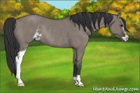 Horse Color:Grullo Sabino Rabicano