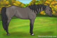 Horse Color:Grullo 
