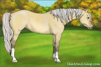 Horse Color:Silver Buckskin Dun 