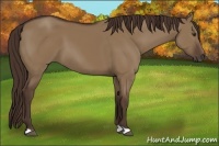 Horse Color:Liver Red Dun 