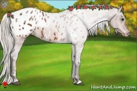 Horse Color:White Spotted Silver Bay Appaloosa