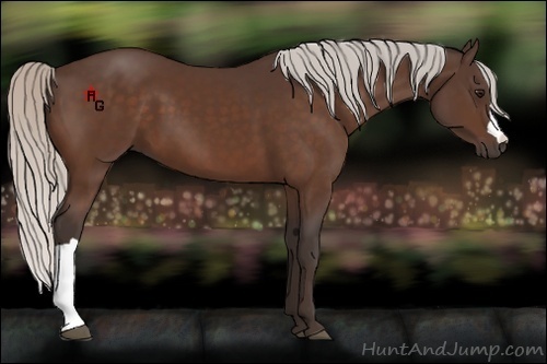 Horse Color:Silver Bay 