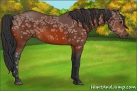 Horse Color:Bay Ice 