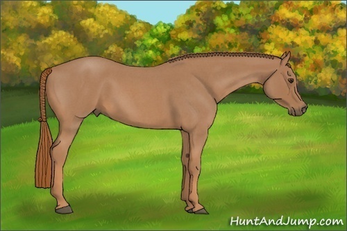 Horse Color:Red Roan 