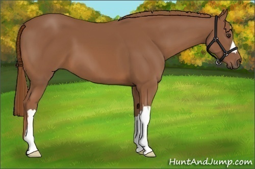 Horse Color:Chestnut 