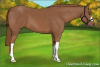 Horse Color:Chestnut 