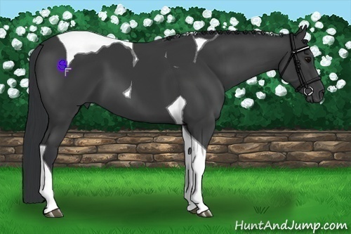 Horse Color:Black Tobiano 