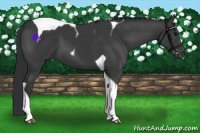 Horse Color:Black Tobiano 