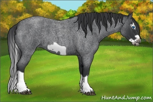 Horse Color:Blue Roan Splash Frame 