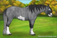 Horse Color:Blue Roan Splash Frame 