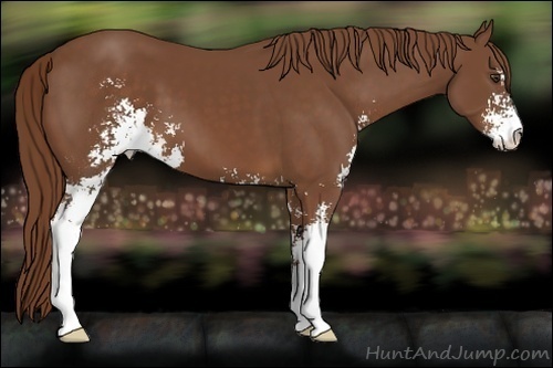 Horse Color:Chestnut Sabino