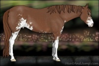 Horse Color:Chestnut Sabino 