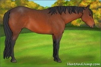 Horse Color:Bay Sabino 