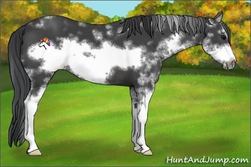 Horse Color:Black Sabino Frame 