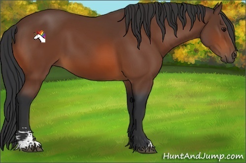 Horse Color:Bay Sabino 