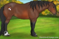 Horse Color:Bay Sabino