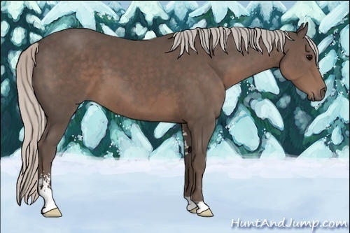 Horse Color:Silver Black Sabino 