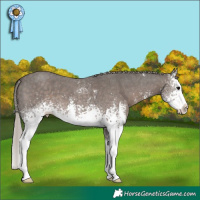 Horse Color:White Spotted Silver Black Sabino Splash
