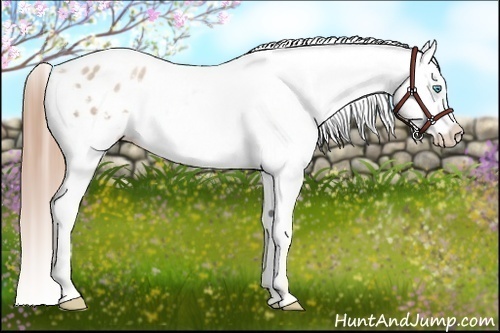 Horse Color:White Spotted Buckskin Pearl Varnish Rabicano 