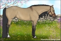 Horse Color:Bay Dun Sabino Rabicano