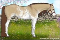 Horse Color:White Spotted Liver Red Dun Rabicano