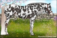 Horse Color:Liver Chestnut Appaloosa 