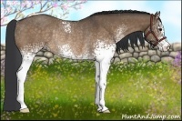 Horse Color:White Spotted Bay Dun Rabicano