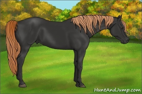 Horse Color:Liver Chestnut 