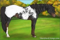 Horse Color:Liver Chestnut Appaloosa