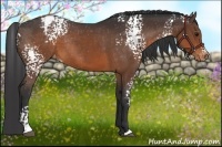 Horse Color:White Spotted Brown Varnish Rabicano 