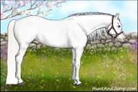 Horse Color:Silver Bay Dun Appaloosa Rabicano 