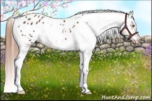 Horse Color:White Spotted Buckskin Appaloosa