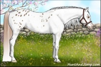 Horse Color:White Spotted Buckskin Appaloosa