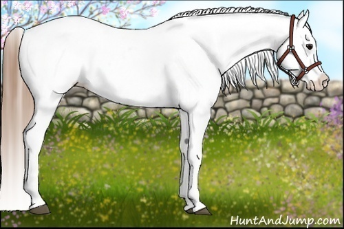Horse Color:White Spotted Smoky Grullo Blanket 