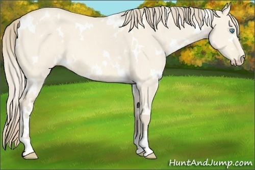 Horse Color:White Spotted Perlino Dun 