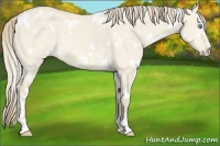 Horse Color:White Spotted Perlino Dun 