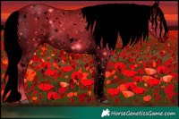 Horse Color:ERROR: UNKNOWN ANOMALY