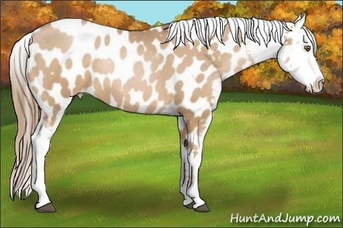 Horse Color:Liver Chestnut Pearl Sabino Snowflake Varnish Rabicano