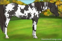 Horse Color:White Spotted Liver Red Roan