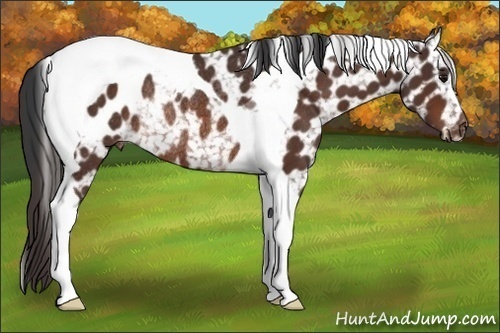 Horse Color:Bay Tobiano Appaloosa Rabicano 