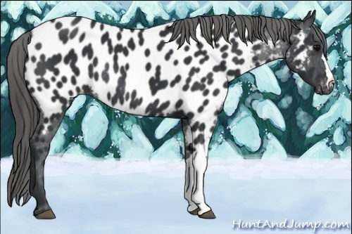 Horse Color:Black Appaloosa Rabicano 