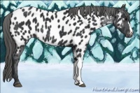 Horse Color:Black Appaloosa Rabicano 