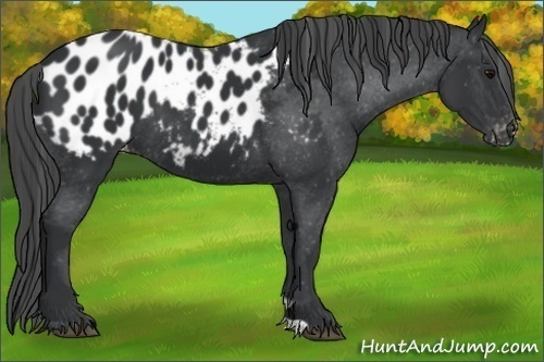 Horse Color:Black Appaloosa 