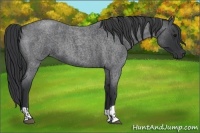 Horse Color:Blue Roan  and Blue Roan 