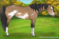 Horse Color:Bay Dun Sabino Splash Frame 