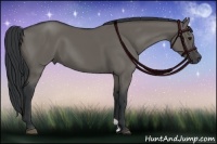 Horse Color:Grullo 